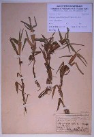 藏品(水禾)的圖片